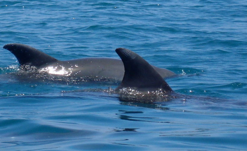 dolfijn, wasini island, Kenia, Doingoood Experience, Afrika