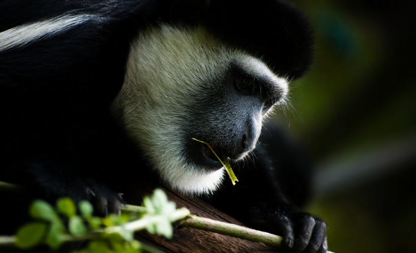 Apen-project-Kenia-Doingoood-Experience