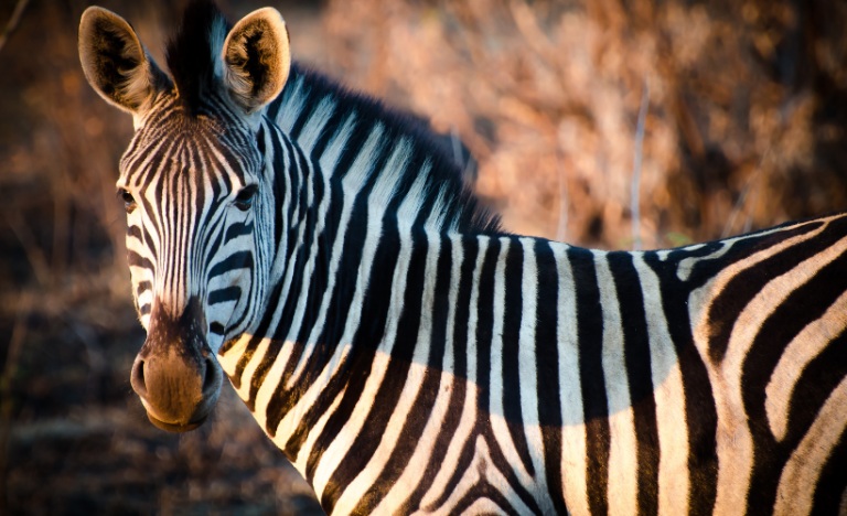 Doingoood-Experience-Malawi-Wildlife-project-vrijwilligerswerk-stage-768×468