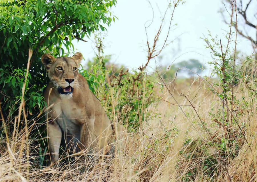 Malawi-vrijwilligerswerk-stage-reizen-Doingoood-Experience