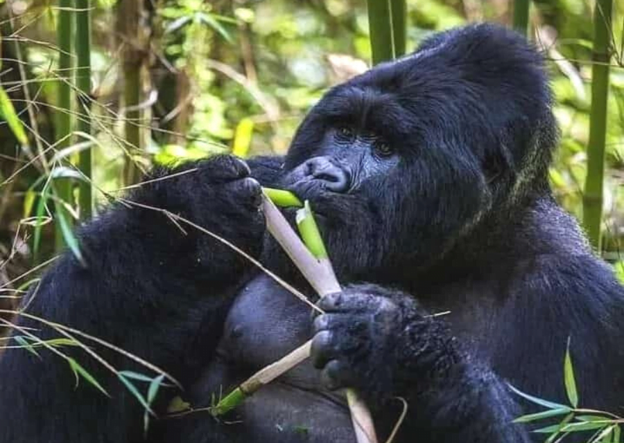 Oeganda-vrijwilligerswerk-gorilla-stage-Doingoood-Experience-png