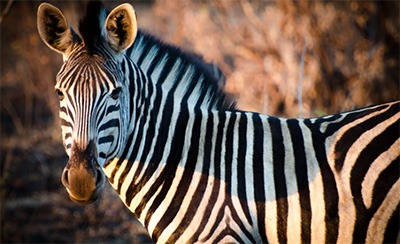 Voorbereidingscurus Malawi