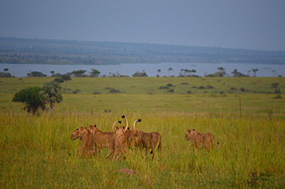 Voorbereidingscurus Oeganda