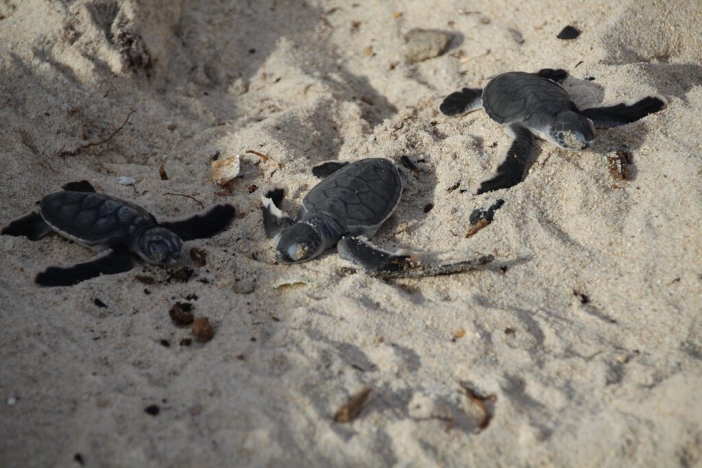 Schildpadden Project, Kenia, vrijwilligerswerk, stage, Afrika, Doingoood Experience